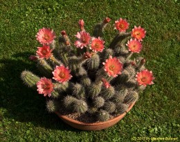 Echinocereus spec. cv. 1256